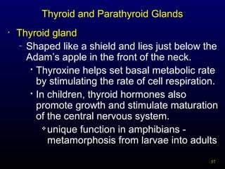 57
Thyroid and Parathyroid Glands
• Thyroid gland
– Shaped like a shield and lies just below the
Adam’s apple in the front of the neck.

Thyroxine helps set basal metabolic rate
by stimulating the rate of cell respiration.

In children, thyroid hormones also
promote growth and stimulate maturation
of the central nervous system.

unique function in amphibians -
metamorphosis from larvae into adults
 