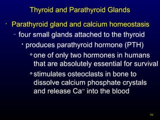 59
Thyroid and Parathyroid Glands
• Parathyroid gland and calcium homeostasis
– four small glands attached to the thyroid

produces parathyroid hormone (PTH)

one of only two hormones in humans
that are absolutely essential for survival

stimulates osteoclasts in bone to
dissolve calcium phosphate crystals
and release Ca++
into the blood
 