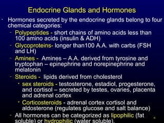 6
Endocrine Glands and Hormones
• Hormones secreted by the endocrine glands belong to four
chemical categories:
– Polypeptides - short chains of amino acids less than
100 amino acids (insulin & ADH)
– Glycoproteins- longer than100 A.A. with carbs (FSH
and LH)
– Amines - Amines – A.A. derived from tyrosine and
tryptophan – epinephrine and norepinephrine and
melatonin
– Steroids - lipids derived from cholesterol

sex steroids - testosterone, estadiol, progesterone,
and cortisol – secreted by testes, ovaries, placenta
and adrenal cortex

Corticosteroids - adrenal cortex cortisol and
aldosterone (regulates glucose and salt balance)
– All hormones can be categorized as lipophilic (fat
soluble) or hydrophilic (water soluble).
 