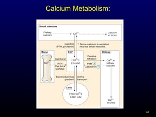 61
Calcium Metabolism:
Figure 23-20: Calcium balance in the body
 