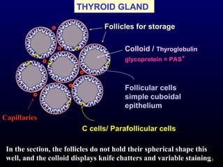 63
THYROID GLAND
Follicular cells
simple cuboidal
epithelium
Colloid / Thyroglobulin
glycoprotein = PAS+
Follicles for storage
C cells/ Parafollicular cells
Capillaries
In the section, the follicles do not hold their spherical shape this
well, and the colloid displays knife chatters and variable staining
 