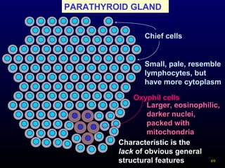 69
PARATHYROID GLAND
Oxyphil cells
Chief cells
Characteristic is the
lack of obvious general
structural features
Small, pale, resemble
lymphocytes, but
have more cytoplasm
Larger, eosinophilic,
darker nuclei,
packed with
mitochondria
 