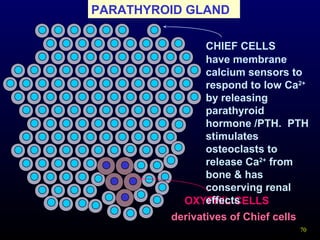 70
PARATHYROID GLAND
OXYPHIL CELLS
CHIEF CELLS
have membrane
calcium sensors to
respond to low Ca2+
by releasing
parathyroid
hormone /PTH. PTH
stimulates
osteoclasts to
release Ca2+
from
bone & has
conserving renal
effects
derivatives of Chief cells
 