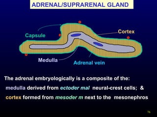 76
Cortex
Medulla
Capsule
Adrenal vein
ADRENAL/SUPRARENAL GLAND
The adrenal embryologically is a composite of the:
medulla derived from ectoder mal neural-crest cells; &
cortex formed from mesoder m next to the mesonephros
 