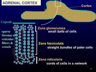 77
ADRENAL CORTEX
Cortex
Zona glomerulosa
Zona fasciculata
Zona reticularis
]
]
small balls of cells
straight bundles of paler cells
cords of cells in a network
sparse
Stroma of
reticular
fibers &
vessels
Capsule
 