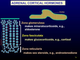 78
ADRENAL CORTICAL HORMONES
Cortex
Zona glomerulosa
Zona fasciculata
Zona reticularis
]
]
makes mineralocorticoids, e.g.,
aldosterone
makes glucocorticoids, e.g., cortisol
makes sex steroids, e.g., androstenedione
 