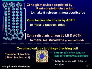 79
Zona glomerulosa regulated by
Renin-angiotensin system
Zona fasciculata driven by ACTH
Zona reticularis driven by LH & ACTH
]
]
to make & release mineralocorticoids
to make glucocorticoids
to make sex steroids* & glucocorticoids
Zona-fasciculata steroid-synthesizing cell
Cholesterol droplets
(often dissolved out)
Smooth ER, often tubular
(bag-of-worms visual effect)
Mitochondria with tubular
cristae
dehydroepiandrosterone*
 