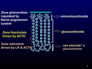 80
Zona glomerulosa
regulated by
Renin-angiotensin
system
mineralocorticoids
glucocorticoids
sex steroids* &
glucocorticoids
]
]
Zona reticularis
driven by LH & ACTH
Zona fasciculata
driven by ACTH
 