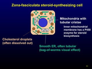 81
Zona-fasciculata steroid-synthesizing cell
Cholesterol droplets
(often dissolved out)
Smooth ER, often tubular
(bag-of-worms visual effect)
Mitochondria with
tubular cristae
Inner mitochondrial
membrane has a P450
enzyme for steroid
biosynthesis
 