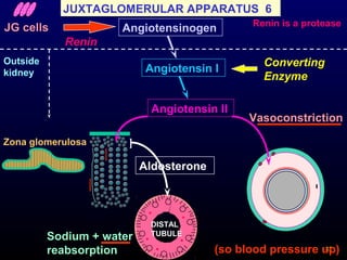 82
Zona glomerulosa ]
JG cells
Renin
Converting
Enzyme
DISTAL
TUBULE
Angiotensinogen
Angiotensin I
Angiotensin II
Aldosterone
Vasoconstriction
Sodium + water
reabsorption (so blood pressure up)
JUXTAGLOMERULAR APPARATUS 6
Outside
kidney
Renin is a protease
 