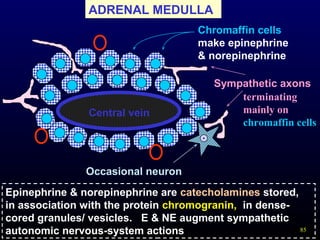 85
ADRENAL MEDULLA
Chromaffin cells
make epinephrine
& norepinephrine
Sympathetic axons
Central vein
Occasional neuron
terminating
mainly on
chromaffin cells
Epinephrine & norepinephrine are catecholamines stored,
in association with the protein chromogranin, in dense-
cored granules/ vesicles. E & NE augment sympathetic
autonomic nervous-system actions
 