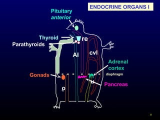 9
cvlAl
re
u
o
- - - - - - - diaphragm
Parathyroids
Adrenal
cortex
Thyroid
Pituitary
anterior
Pancreas
Gonads
ENDOCRINE ORGANS I
 
