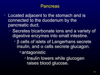 91
Pancreas
• Located adjacent to the stomach and is
connected to the duodenum by the
pancreatic duct.
– Secretes bicarbonate ions and a variety of
digestive enzymes into small intestine.

β cells of islets of Langerhans secrete
insulin, and α cells secrete glucagon.

antagonistic

Insulin lowers while glucogen
raises blood glucose.
 