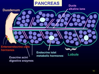 92
PANCREAS
Duodenum
Exocrine acini
digestive enzymes
Lobule
}
Endocrine islet
metabolic hormones
Ducts
alkaline ions
Enteroendocrine cells
hormones
 