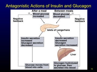 94
Antagonistic Actions of Insulin and Glucagon
 