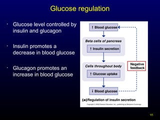 95
Glucose regulation
• Glucose level controlled by
insulin and glucagon
• Insulin promotes a
decrease in blood glucose
• Glucagon promotes an
increase in blood glucose
 