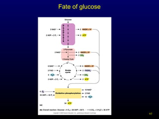97Figure 3.21
Fate of glucose
 