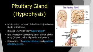 Pituitary Gland 
(Hypophysis) 
 
 It is also known as the “master gland” 
 It is a master in controlling other glands of the 
body ( thyroid, adrenal glands, and gonads 
 It is consists of anterior pituitary and posterior 
pituitary glands. 
 
