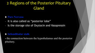 2 Regions of the Posterior Pituitary 
Gland 
 Pars Nervosa 
- It is also called as “posterior lobe” 
- Is the storage site of Oxytocin and Vasopressin 
 Infundibular stalk 
- the connection between the hypothalamus and the posterior 
pituitary. 
 