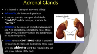 Adrenal Glands 
 It is located at the top or above the kidney 
 Adrenalin, the hormone it produces 
 It has two parts the inner part which is the 
“medulla” and the outer part which is the 
“cortex” 
 Medulla is the source of epinephrine(adrenalin) 
and Non-epinephrine. Epinephrine raises blood 
sugar levels, cause nervousness and perspirations 
on acute emergencies. 
 Cortex releases cortisone which is essential 
for adapting to stress and maintaining blood sugar 
level and aldosterone that regulates the salt 
and water balance of the body. 
 