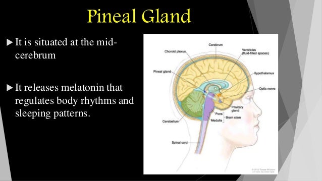 the pineal gland keeping the endocrine system on track The endocrine system pages 442-445 bigidea your endocrine sys- a pineal gland p i t u i ta ry gn ib posterior lobe of the pituitary gland chapter 16 endocrine and reproductive health vocabulary practice. the pineal gland keeping the endocrine system on track The endocrine system pages 442-445 bigidea your endocrine sys- a pineal gland p i t u i ta ry gn ib posterior lobe of the pituitary gland chapter 16 endocrine and reproductive health vocabulary practice.