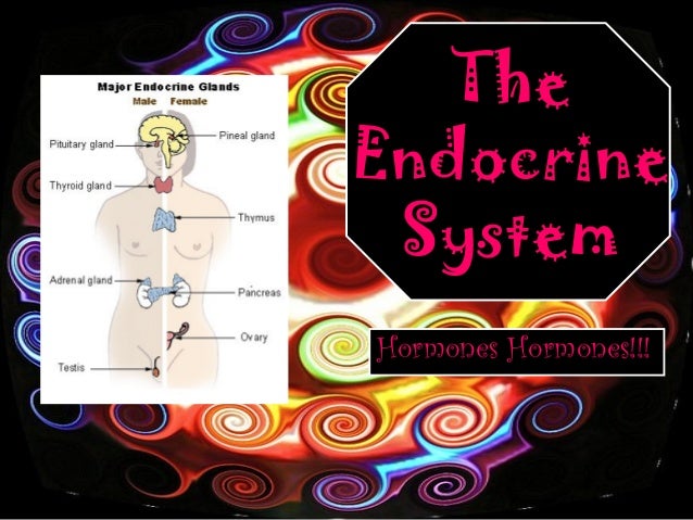 endocrine-system