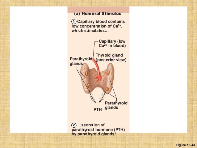 Endocrine system
