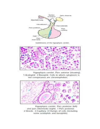 Endocrine system