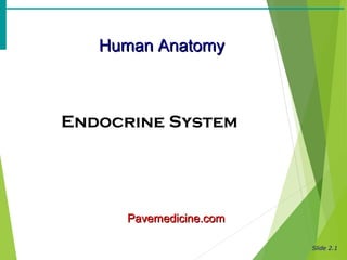 Slide 2.1
Human AnatomyHuman Anatomy
Endocrine System
Pavemedicine.comPavemedicine.com
 