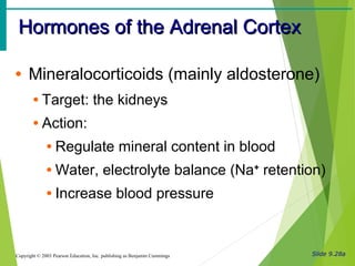 Slide 9.28a
Hormones of the Adrenal CortexHormones of the Adrenal Cortex
Copyright © 2003 Pearson Education, Inc. publishing as Benjamin Cummings
• Mineralocorticoids (mainly aldosterone)
• Target: the kidneys
• Action:
• Regulate mineral content in blood
• Water, electrolyte balance (Na+
retention)
• Increase blood pressure
 