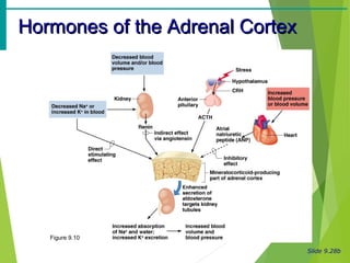 Slide 9.28b
Hormones of the Adrenal CortexHormones of the Adrenal Cortex
Figure 9.10
 
