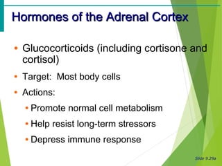 Slide 9.29a
Hormones of the Adrenal CortexHormones of the Adrenal Cortex
• Glucocorticoids (including cortisone and
cortisol)
• Target: Most body cells
• Actions:
• Promote normal cell metabolism
• Help resist long-term stressors
• Depress immune response
 
