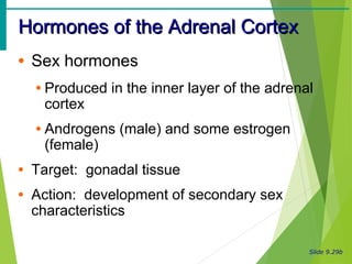 Slide 9.29b
Hormones of the Adrenal CortexHormones of the Adrenal Cortex
• Sex hormones
• Produced in the inner layer of the adrenal
cortex
• Androgens (male) and some estrogen
(female)
• Target: gonadal tissue
• Action: development of secondary sex
characteristics
 