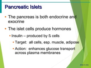 Slide 9.32a
Pancreatic IsletsPancreatic Islets
• The pancreas is both endocrine and
exocrine
• The islet cells produce hormones
• Insulin – produced by ß cells
• Target: all cells, esp. muscle, adipose
• Action: enhances glucose transport
across plasma membranes
 