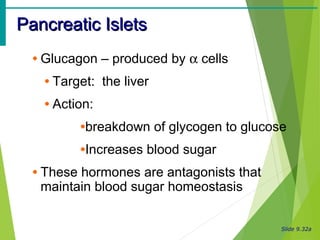 Slide 9.32a
Pancreatic IsletsPancreatic Islets
• Glucagon – produced by α cells
• Target: the liver
• Action:
•breakdown of glycogen to glucose
•Increases blood sugar
• These hormones are antagonists that
maintain blood sugar homeostasis
 