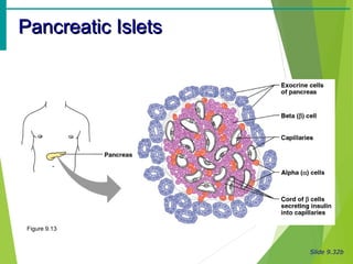 Slide 9.32b
Pancreatic IsletsPancreatic Islets
Figure 9.13
 