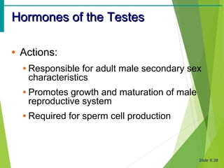 Slide 9.38
Hormones of the TestesHormones of the Testes
• Actions:
• Responsible for adult male secondary sex
characteristics
• Promotes growth and maturation of male
reproductive system
• Required for sperm cell production
 
