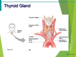 Slide 9.23b
Thyroid GlandThyroid Gland
Figure 9.6
 