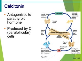 Slide 9.25
CalcitoninCalcitonin
• Antagonistic to
parathyroid
hormone
• Produced by C
(parafollicular)
cells
Figure 9.9
 