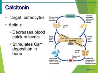 Slide 9.25
CalcitoninCalcitonin
• Target: osteocytes
• Action:
• Decreases blood
calcium levels
• Stimulates Ca++
deposition in
bone
 