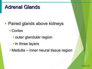 Slide 9.27
Adrenal GlandsAdrenal Glands
• Paired glands above kidneys
• Cortex
• outer glandular region
• in three layers
• Medulla – inner neural tissue region
 