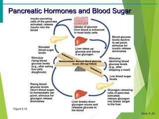 Slide 9.33
Pancreatic Hormones and Blood SugarPancreatic Hormones and Blood Sugar
Figure 9.14
 