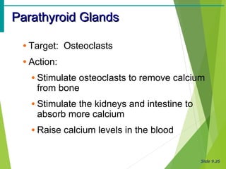 Slide 9.26
Parathyroid GlandsParathyroid Glands
• Target: Osteoclasts
• Action:
• Stimulate osteoclasts to remove calcium
from bone
• Stimulate the kidneys and intestine to
absorb more calcium
• Raise calcium levels in the blood
 