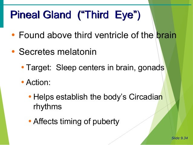 Endocrine system