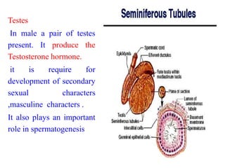 Endocrine system | PPTX