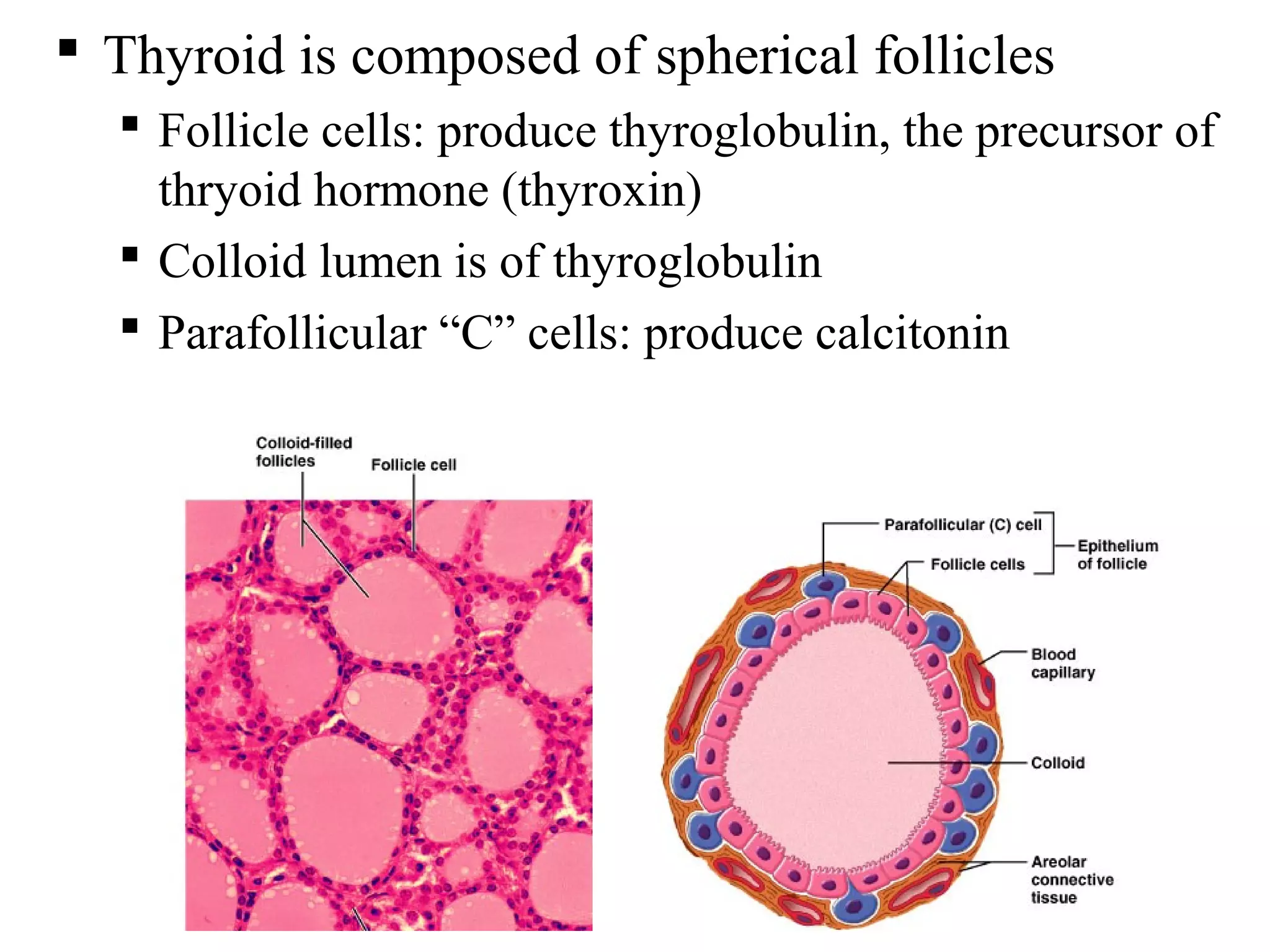 17
 Thyroid is composed of spherical follicles
 Follicle cells: produce thyroglobulin, the precursor of
thryoid hormone (thyroxin)
 Colloid lumen is of thyroglobulin
 Parafollicular “C” cells: produce calcitonin
 
