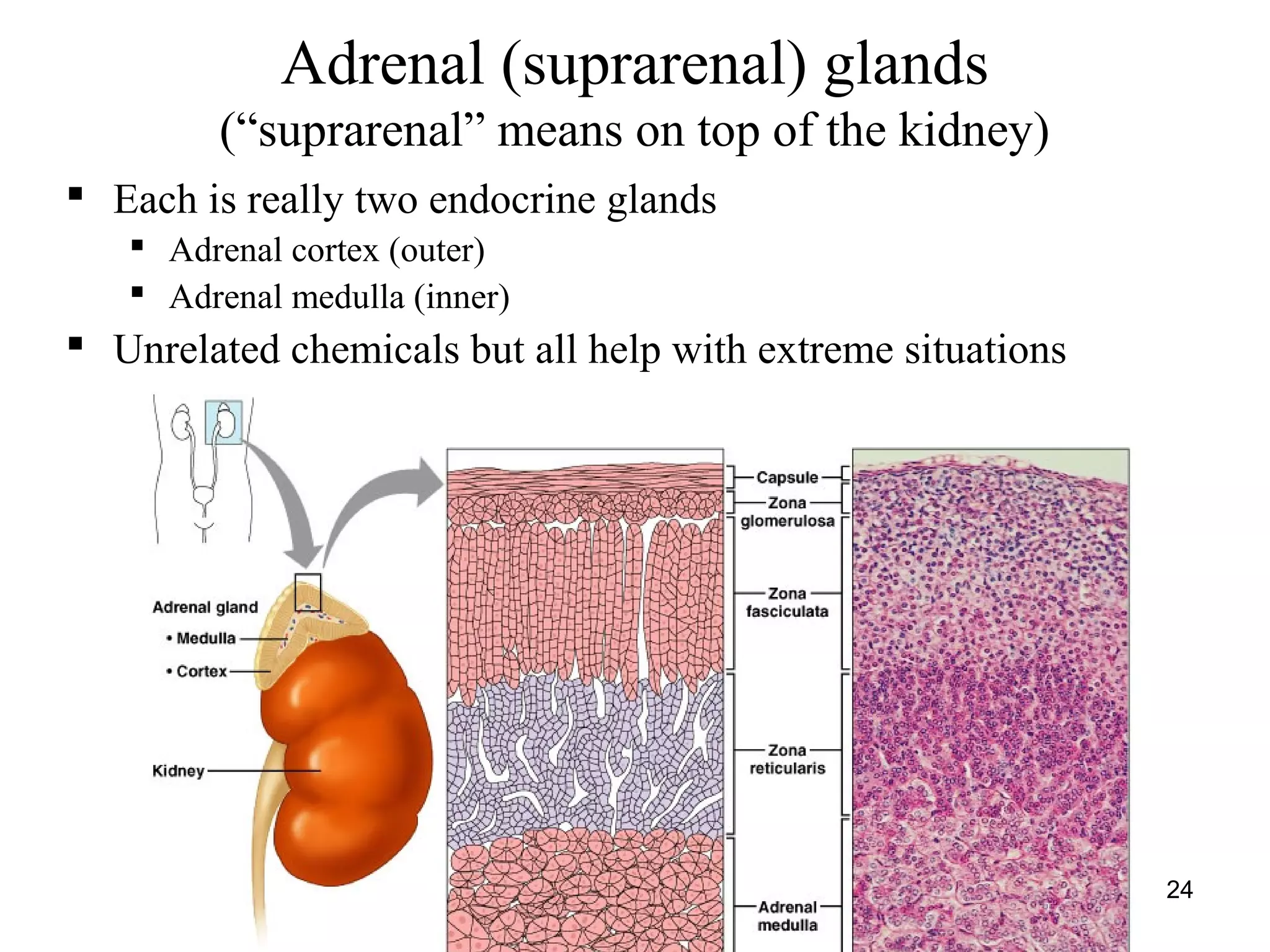 24
Adrenal (suprarenal) glands
(“suprarenal” means on top of the kidney)
 Each is really two endocrine glands
 Adrenal cortex (outer)
 Adrenal medulla (inner)
 Unrelated chemicals but all help with extreme situations
 