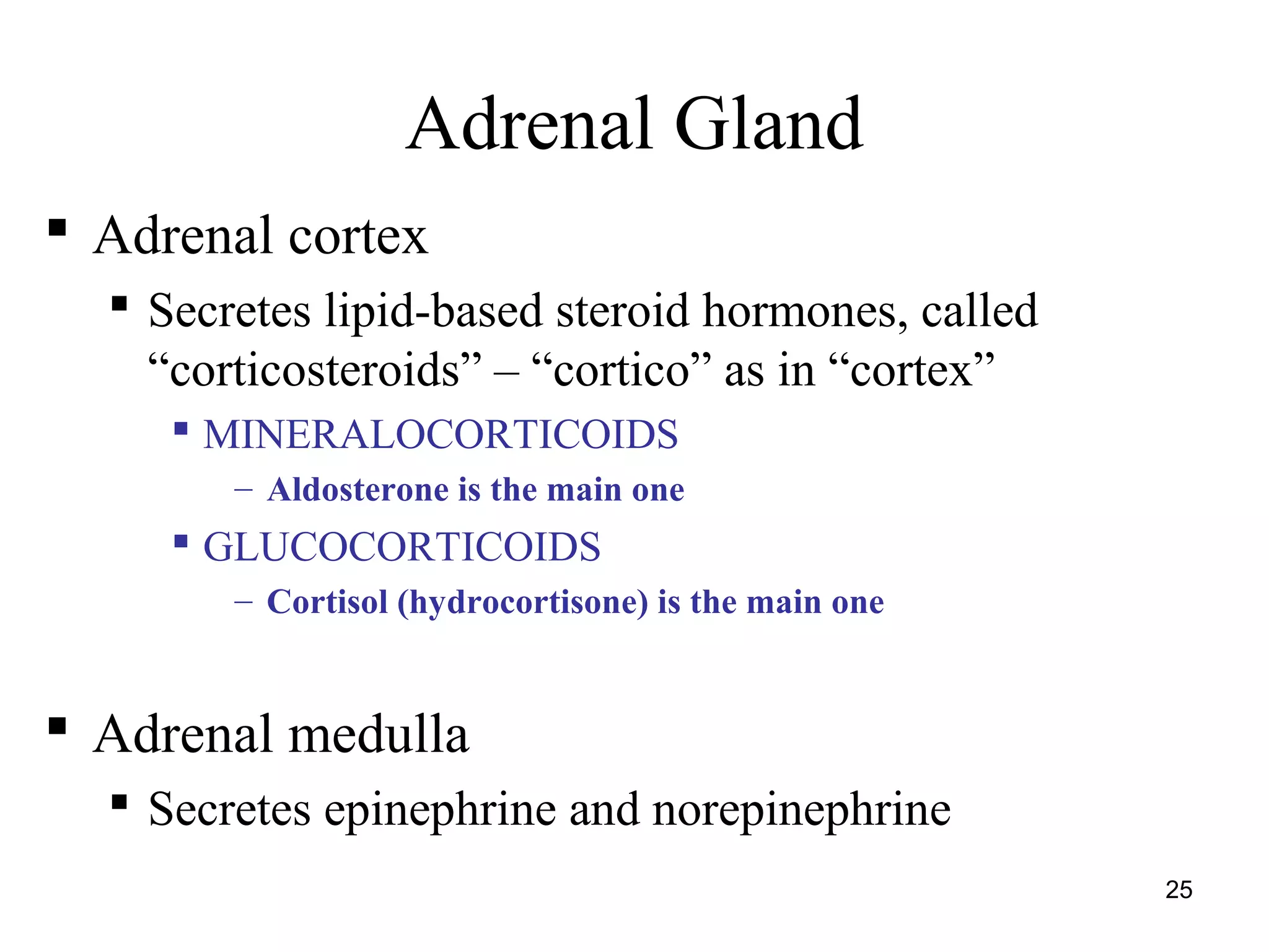 25
Adrenal Gland
 Adrenal cortex
 Secretes lipid-based steroid hormones, called
“corticosteroids” – “cortico” as in “cortex”
 MINERALOCORTICOIDS
– Aldosterone is the main one
 GLUCOCORTICOIDS
– Cortisol (hydrocortisone) is the main one
 Adrenal medulla
 Secretes epinephrine and norepinephrine
 