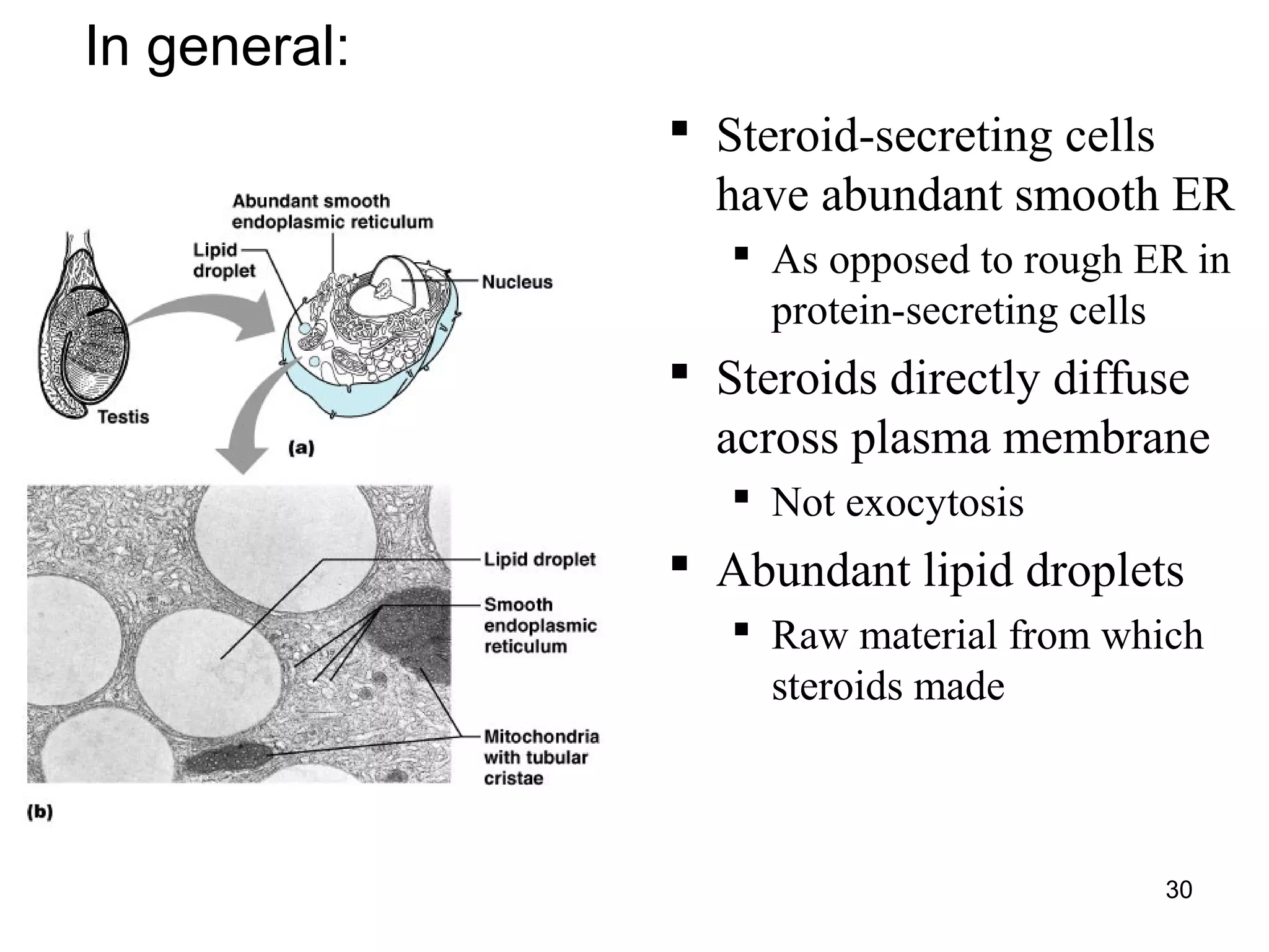 30
 Steroid-secreting cells
have abundant smooth ER
 As opposed to rough ER in
protein-secreting cells
 Steroids directly diffuse
across plasma membrane
 Not exocytosis
 Abundant lipid droplets
 Raw material from which
steroids made
In general:
 