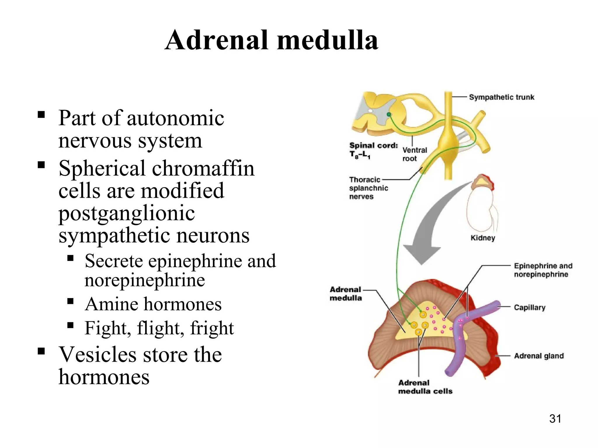 31
Adrenal medulla
 Part of autonomic
nervous system
 Spherical chromaffin
cells are modified
postganglionic
sympathetic neurons
 Secrete epinephrine and
norepinephrine
 Amine hormones
 Fight, flight, fright
 Vesicles store the
hormones
 